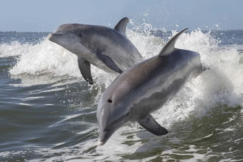 Marco Island's Best Dolphin Boat Tours